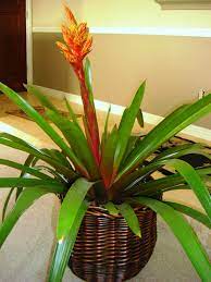 They are hybrids which have been developed for flower size. Pin On Container Gardens