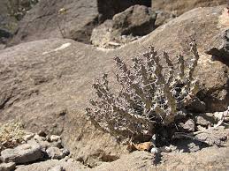 Image result for Microcharis angolensis