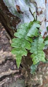 Image result for Arthropteris