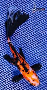 Koi free live wallpaper is a very detailed simulation of koi fish. 70 Fish Goldfish Ideas Goldfish Fish Aquarium Fish