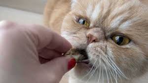 Sudah tahu bukan bagaimana agar mendapatkan kucing jenis persia yang bagus? Inilah 4 Makanan Yang Bagus Untuk Kucing Persia Terbaik