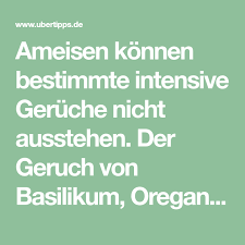 Probleme Mit Ameisen Dieser Praktische Trick Lost Das Problem Sofort Pagina 2 Van 2 Ameisen Ameisen Vertreiben Hausmittel Gegen Ameisen