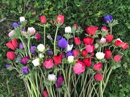 Google has many special features to help you find exactly what you're looking for. How To Grow Anemone Flowers A Quick Yet Comprehensive Guide