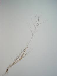 Image result for Aristida diminuta