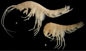 Image result for Synandrodaphne