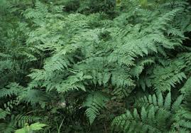 Image result for Cycnium filicalyx