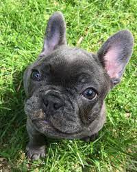 Blue Brindle French Bulldog Brindle French Bulldog French Bulldog Puppy Black French Bulldog Dog