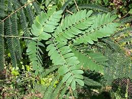 Maybe you would like to learn more about one of these? Silktree Mimosa Albizia Julibrissin