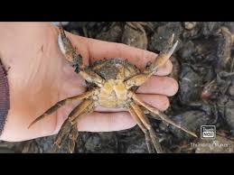 You should never freeze live crabs. Peeler Crabs How To Freeze Them Down Youtube