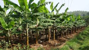 Tutorial cara pembajaan pokok pisang menggunakan baja npk 15 15 15. Hamparan Seni Cara Menanam Pisang