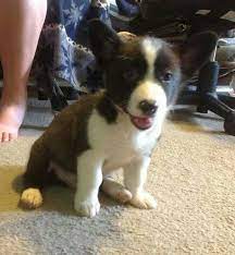 Borgi Border Collie Corgi Mix So Cute Corgi Border Collie Corgi Mix Cute Animals