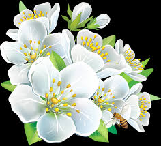 Image result for white flowers