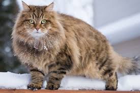 ‪Siberian Cat History, Health, Fun Facts | Pet Parenting‬‏