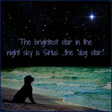 God Made Dogs Shine A Lil Brighter To Be A Constant Reminder We Are Loved Unconditionally And Were Made In His Image The Dog Star Dog Quotes I Love Dogs