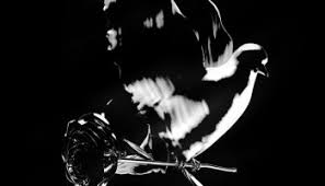 Scopri ricette, idee per la casa, consigli di stile e altre idee da provare. Download Mp3 Pop Smoke Dior Remix Ft Gunna Mp3 Mp4 Music Zip Free Download Hotvevosongs