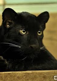 (yeah, yeah, yeah) all the girls hang around for some cheap wine (ooh) used to think i was down, but. The King S Fire New Family Members Cute Baby Animals Wild Cats Baby Panther