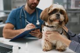 Running a Successful Veterinary Practice Co-Ownership