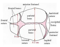 Pelvis And Fetal Skull Regions And Landmarks In The Fetal Skull Facing To The Left As Seen From Above Midwif Midwifery Student Midwifery Midwives Midwifery