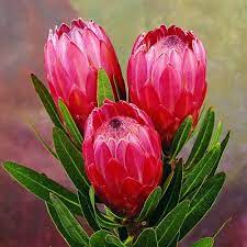 The Hardiest Of All Proteas Special Pink Ice Is Well Suited To Low Maintenance Low Water Use Australian Native Flowers Protea Flower Australian Native Garden