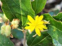 Image result for Grewia microthyrsa