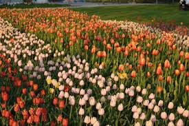 Lá ocorre o tulipan, espetáculo de tulipas, do meio de abril à meados de maio (não confunda com o keukenhof, em amsterdam), dependendo das condições. Lichtenrade Berlin De Tulipan Im Britzer Garten Hat Eroffnet