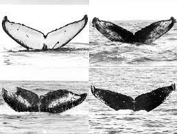 A humpback whale's flukes are broader, more slender and concave. Humpback Whale Wildwhales
