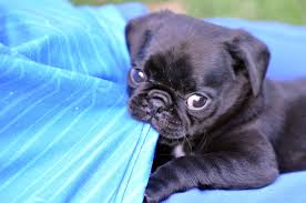 The Real Information About Teacup Pugs You Cant Afford To Miss