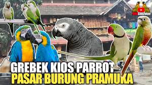 Maybe you would like to learn more about one of these? Survey Harga Burung Tahun 2021 Agen Burung Dj Kicau Jaya Bekasi Jawa Barat Youtube