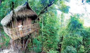 Bila tengok kat pokok tu, ada dua akar berayun laju. Realisasikan Impian Bermalam Di Dalam Rumah Pokok Di Rainforest Tree House Johor