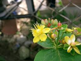 Image result for Hypericum peplidifolium