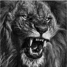 Black And White Lion Tattoo Black And White Lion Tattoo Design Lion Head Tattoos Lion Tattoo Sleeves