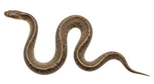 Image result for snake