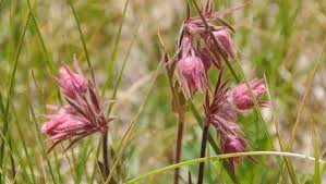 What flowers grow best in wisconsin. Wisconsin Wildflowers Prairie Plants To Look For In Summer And Fall