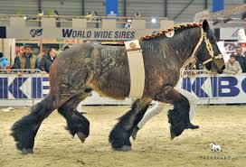 Horses are special creatures used as transport with different performance based on breed. Belgian Draft Horse Brabant Drafthorse Trekpaard Net