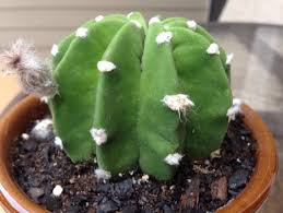As parasites, they feed off of cat ear wax and oils and usually cause a you might be asking yourself if ear mites in dogs also exist. Insect Pests Of Cacti And Succulents Grown As House Plants Dummer Garden Manage Gfinger Is The Best Garden Manage App
