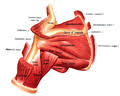 Broadly considered, human muscle—like the muscles of all vertebrates—is often divided into striated muscle, smooth muscle, and cardiac muscle. Category Muscles Of The Human Shoulder Wikimedia Commons