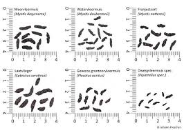 Welk lidwoord (de of het): Figuur 5 Een Visualisatie Van Het Geluid Van Binnen Zwermende Download Scientific Diagram