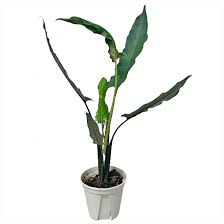 Lauterbachiana has natural distributions across indonesia's papua new guinea and nearby islands of new britain and new ireland. Alocasia Lauterbachiana
