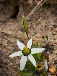 Image result for Hypoxidaceae