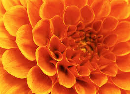 The area is now a part of modern south africa.it borders zulu, british south africa, and its twin nation, transvaal. Wat Is De Psychologische Betekenis Van De Kleur Oranje Inspirerend Leven