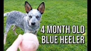 In reality, the average first 2 years of a dog equals 24 human years usually. 4 Month Old Puppy Rocket Youtube