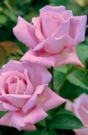 Maybe you would like to learn more about one of these? Pin By Alex Mora A Gamer76cr On Guller Beautiful Rose Flowers Rose Flower Pictures Love Flowers