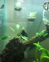 Aquariumbumm On Instagram Sorry I Haven T Been Posting Much Had To Rehome A Few Fish And Rearrange Some Tanks A Angel Fish Tank Betta Tank Planted Aquarium