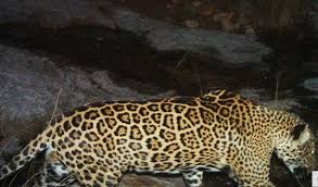 It was first recorded in in november 2011, and is living in the santa rita mountains. Jaguar In Arizona In 2015 Image Eurekalert Science News Releases