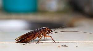 Are you on the lookout for a company in sharjah to control pest? Pest Control In Sharjah Book Online From Aed 149 Servicemarket