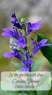 I Love The Color Of The Blue Cardinal Flower Lobelia Siphilitica In My Garden Where It Receives Morning Sun And A Cardinal Flower Garden Frogs Herbal Plants