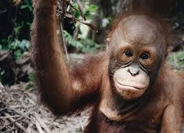 Bukit merah laketown resort (2016) playing water slide in bukit merah pulau orang utan bukit merah Bukit Merah Orang Utan Island On Instagram Enjoy Your Visit To Bukit Merah Orang Utan Island This Weekend Grab The Golden Cha Orangutan Primates Bukit Merah