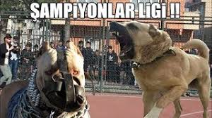 Sampiyonlar Ligi Basliyor Kangal Pitbull Rottweiler Dogo Argentino Strongest Dogs Youtube