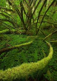 Green National Parks Olympic National Park Washington Beautiful Nature