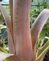 Image result for Blumea adamsii